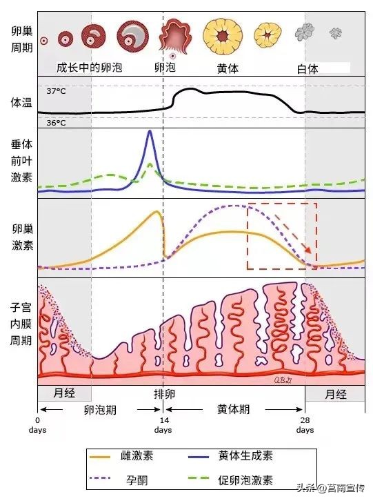 大姨妈来了能串门吗,大姨妈来串门是什么意思