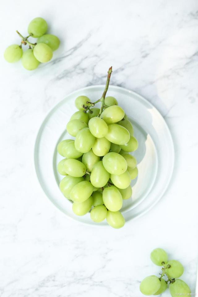 新阳光玫瑰葡萄苗好品种种植基地,阳光玫瑰葡萄小苗青枯病