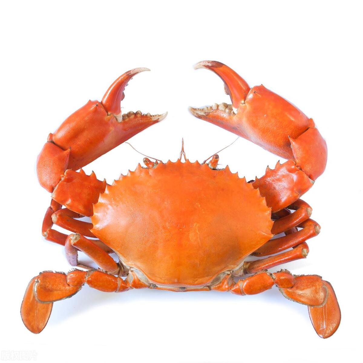 蟹为何是六跪而二螯,为啥古人说蟹六跪二螯