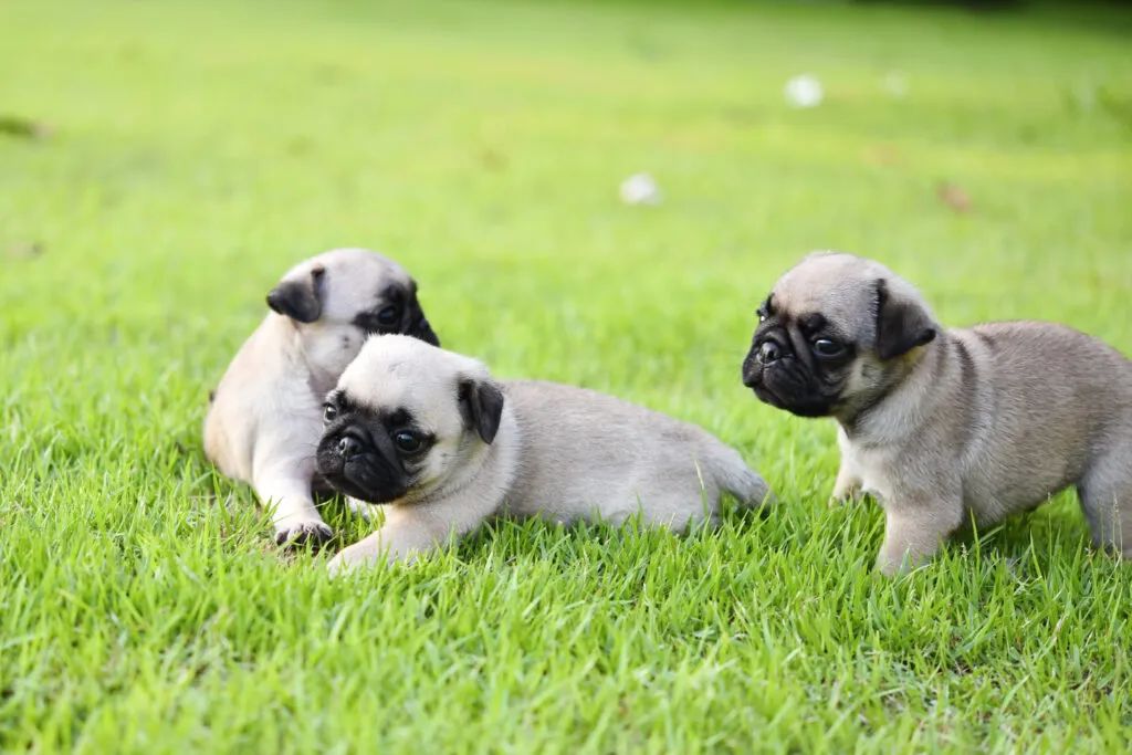 巴哥犬最大的特点,巴哥犬最令人头疼的5大缺点