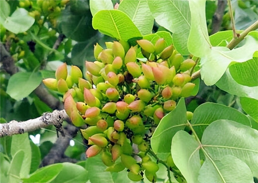 开心果干果店,干果开心果原色