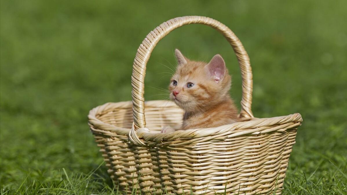 网红猫包好不好,网红猫被主人害死