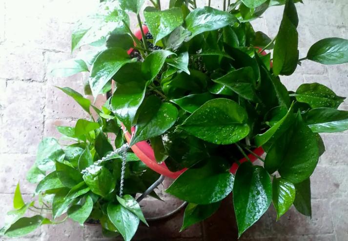 黄叶病如何阻止,黄叶烂根花怎么养最佳图文