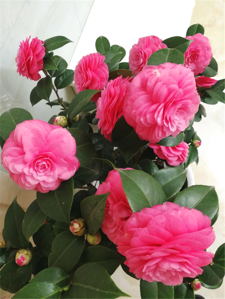 6种花旺财又养人,6种花养人又镇宅