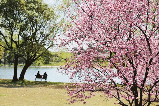 苏州淀山湖环湖大道上海湾,苏州淀山湖攻略