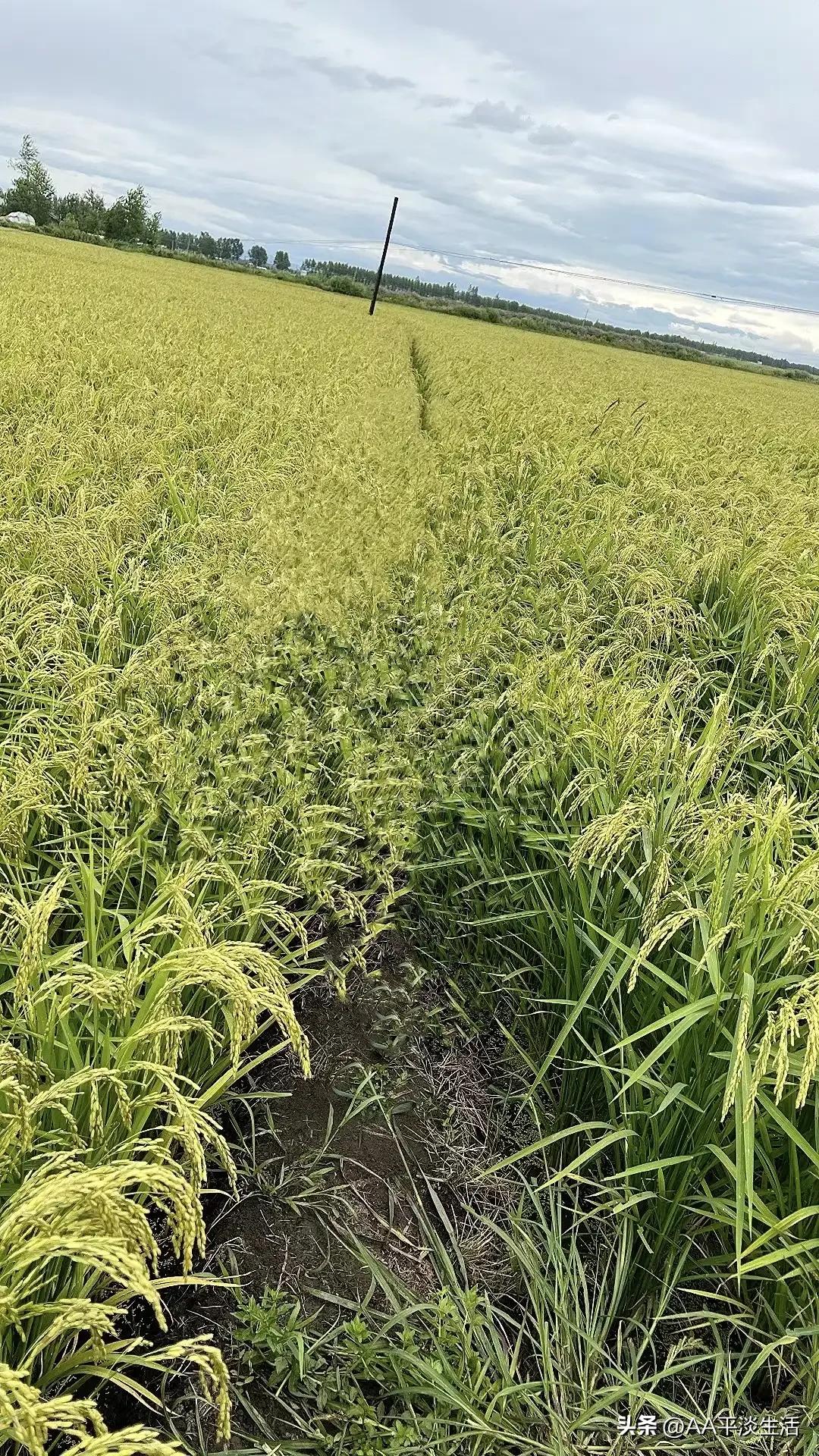 蝉鸣声中的告白,蝉鸣声中的暗恋