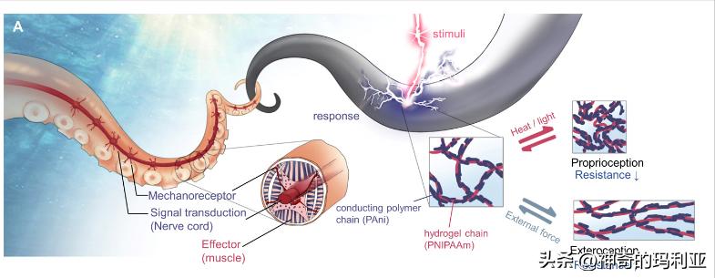 磁性响应水凝胶,光热效应水凝胶