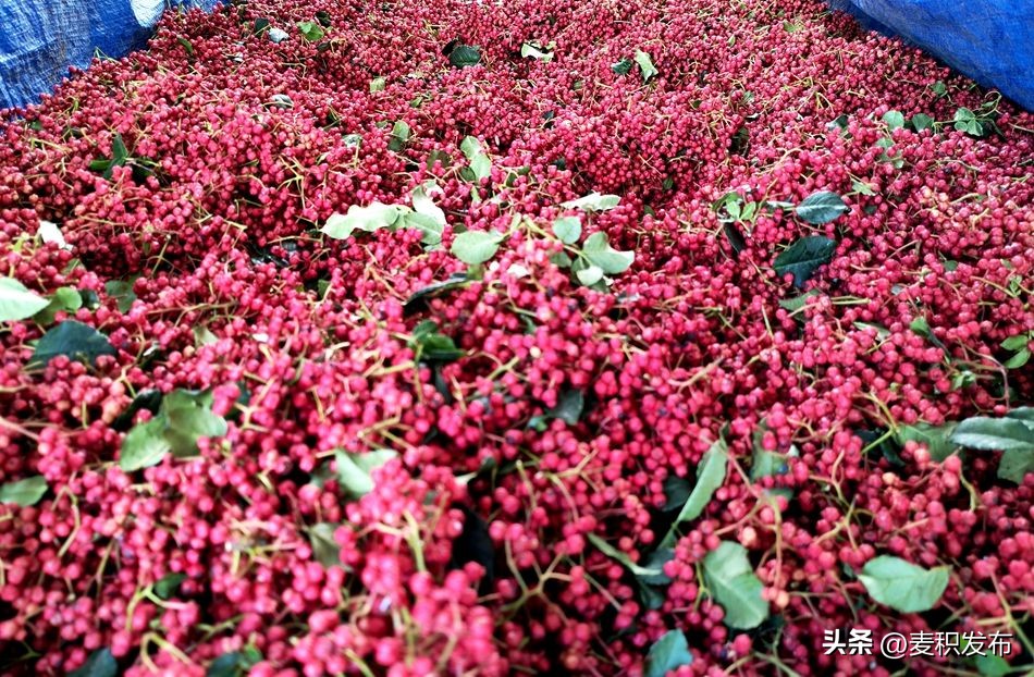 麦积区花牛镇沽沱村：机械替代人工干提质增效致富快