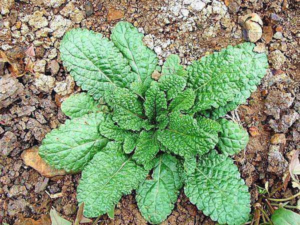 有一种草药叶子像癞蛤蟆皮一样,叶子像癞蛤蟆的植物
