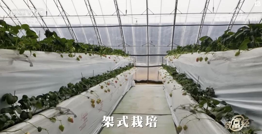 丹东九九草莓和红颜区别,丹东九九草莓新品