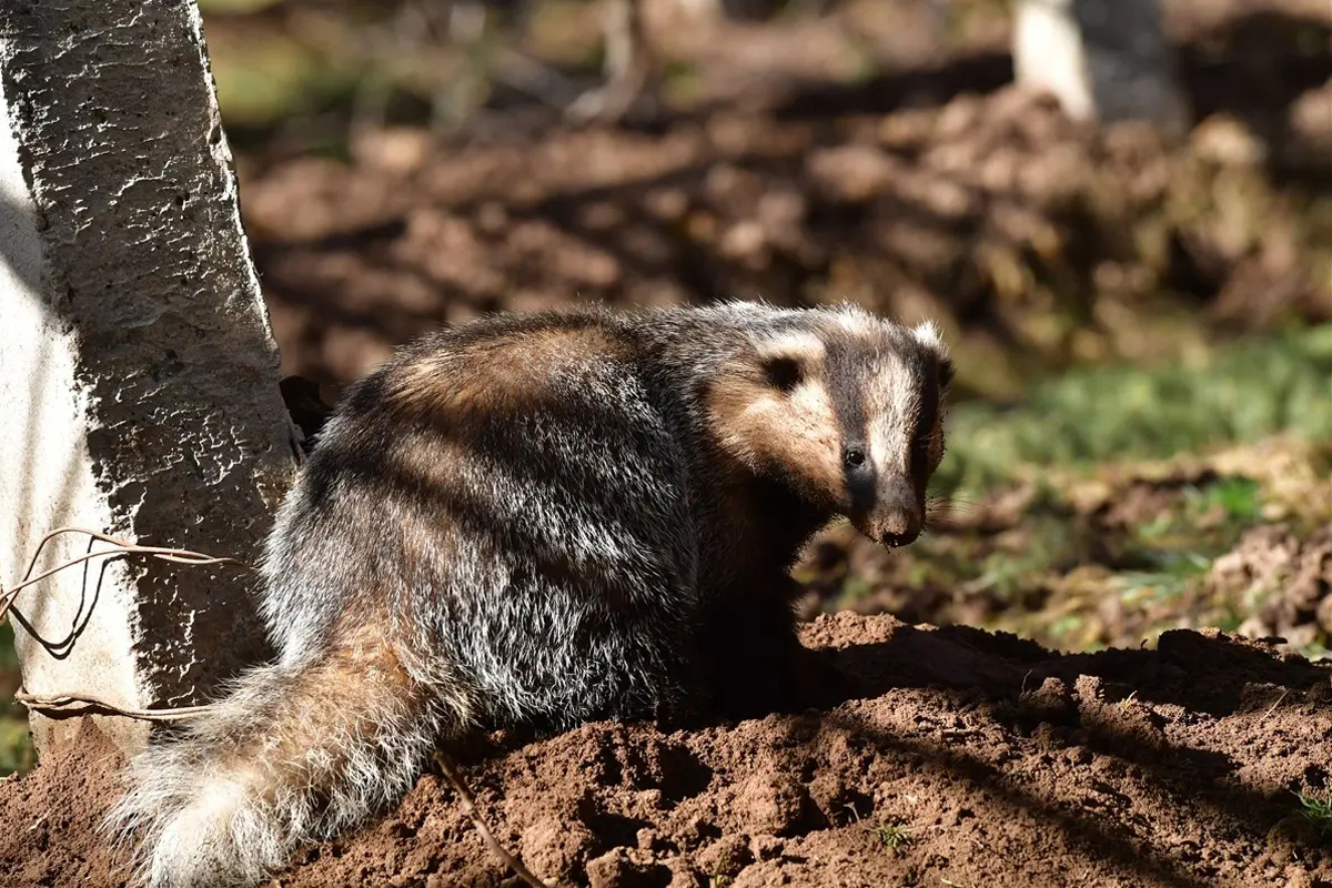 吉林延边出现传闻中的“猹”，下山觅食被困在垃圾池里，还挺凶猛