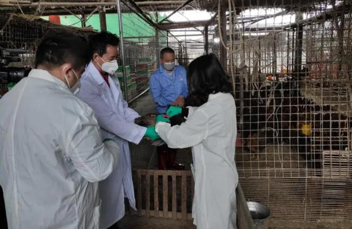 出售活鸡的检疫证明怎么办理,活鸡活鸭现杀现卖怎么办证