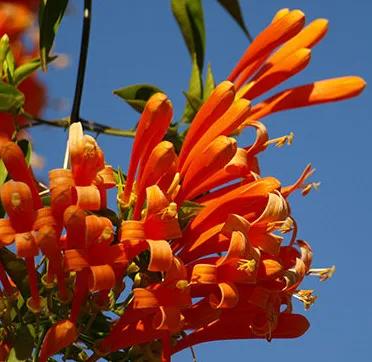 各种形态的花卉,30多种奇异的鲜花供你欣赏收藏