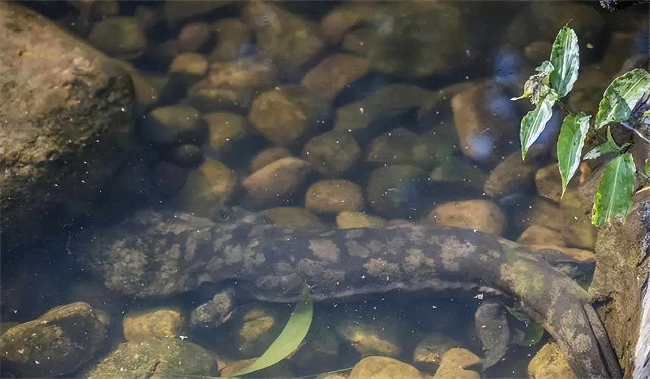 09年浙江深山半夜传来婴啼，男子买下山上矿洞，其妻调查发现端倪