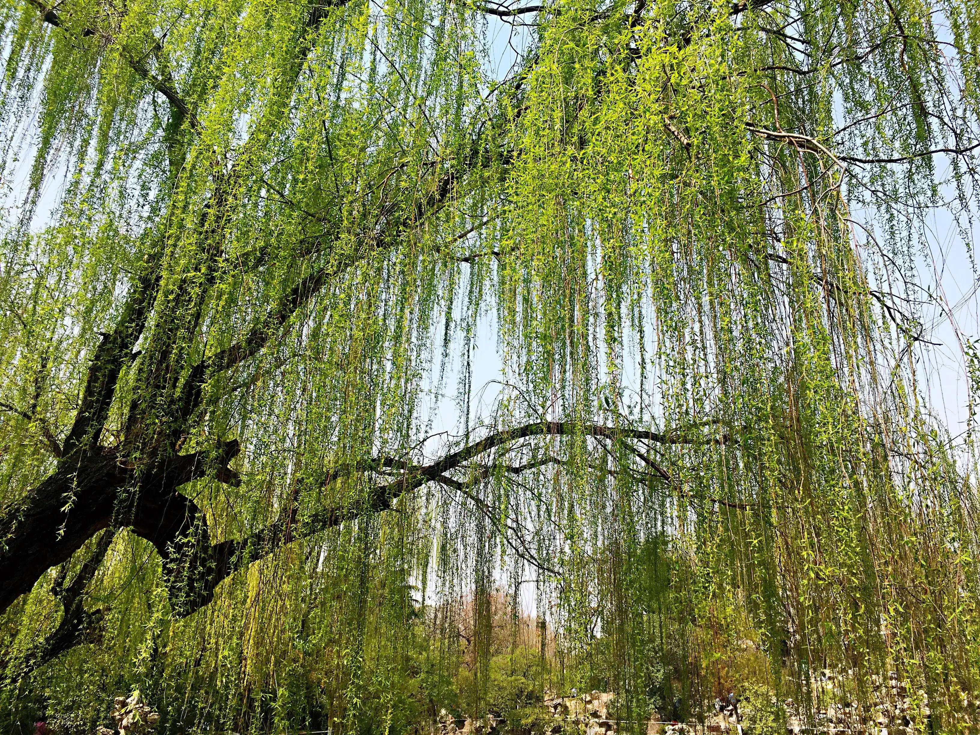 江边垂柳唯美诗句,原创咏柳诗