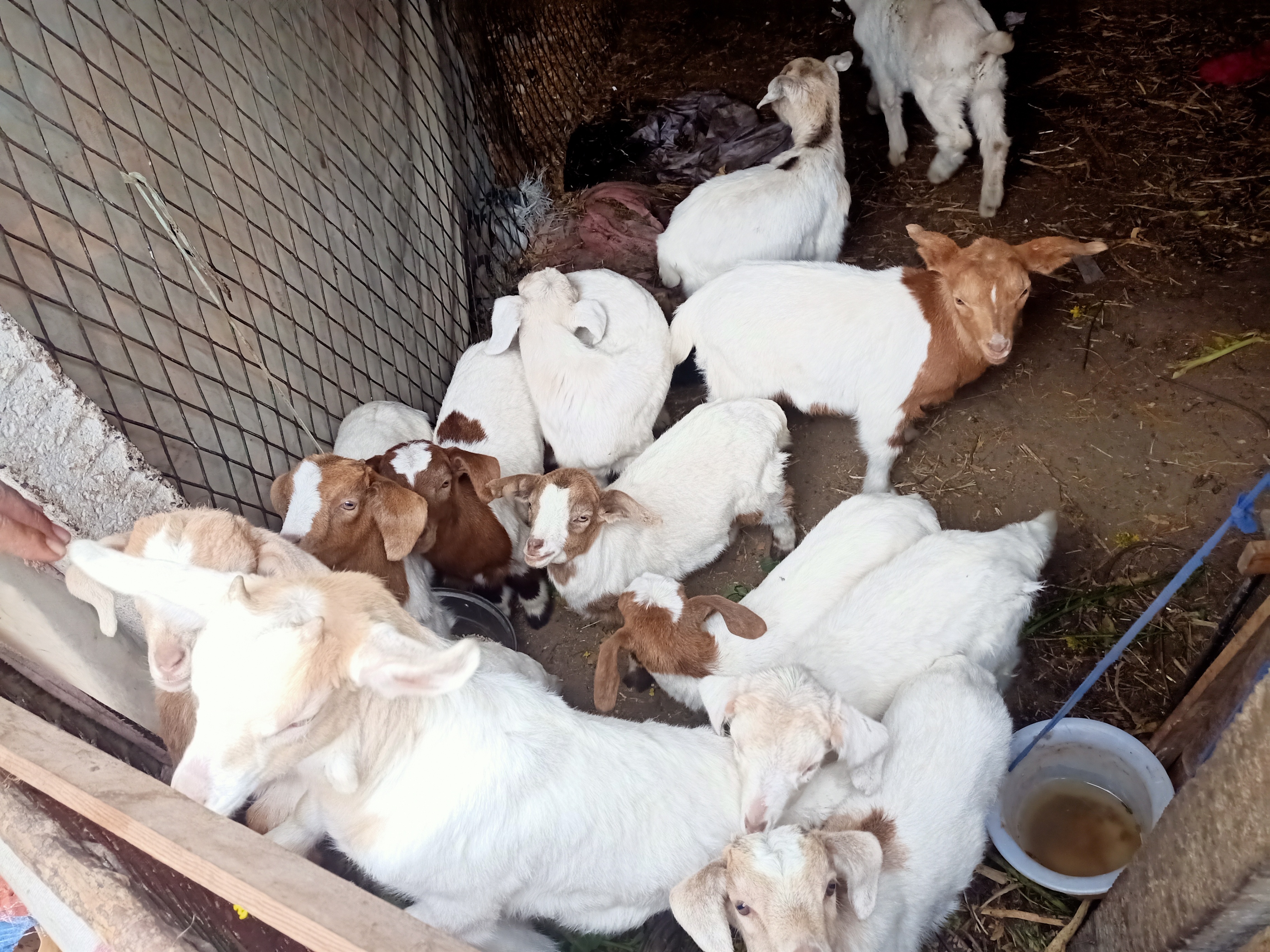 自媒体怎么养猪挣钱,新手做自媒体的领域选择哪个挣钱