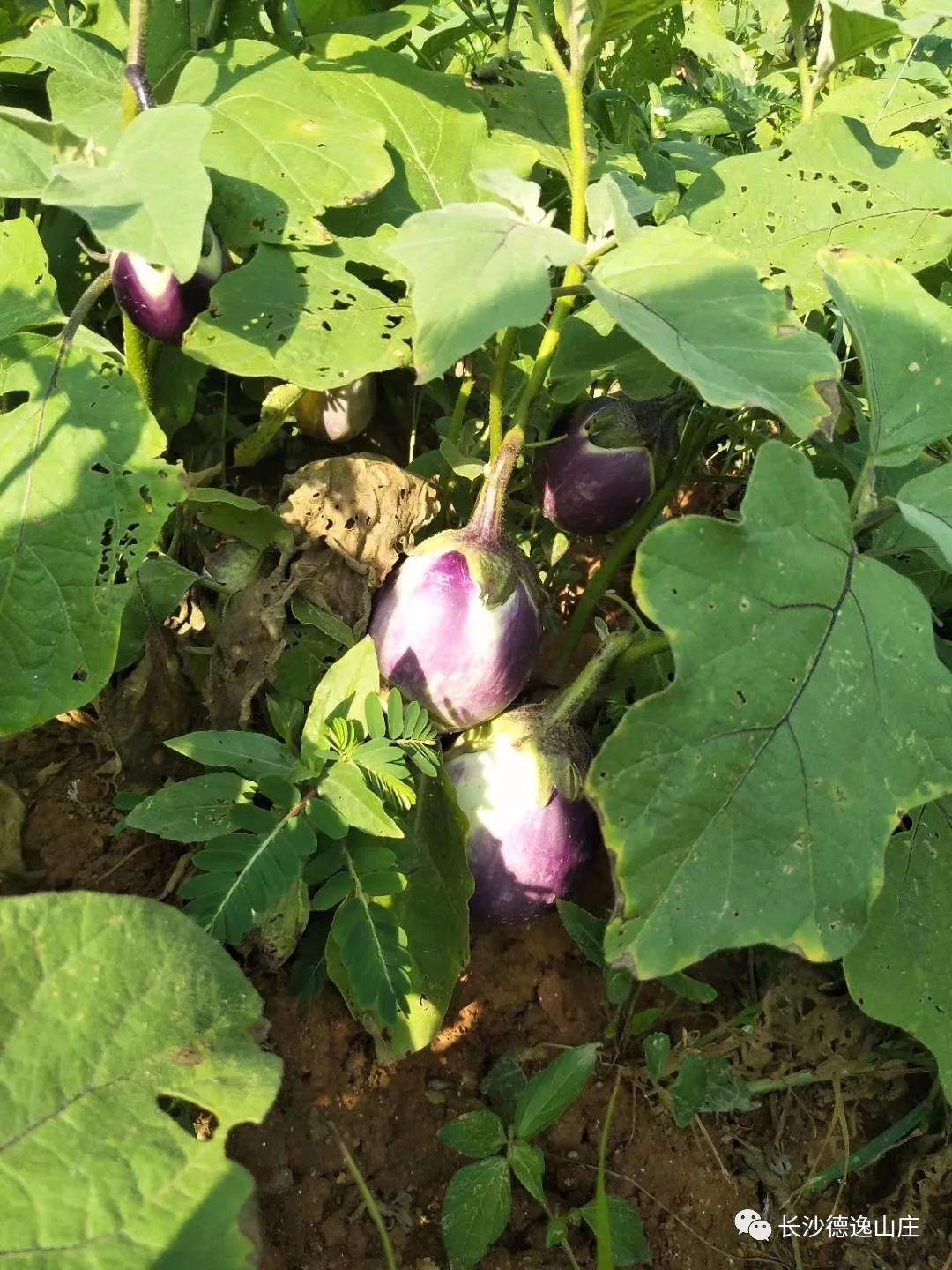 长沙南边有什么好玩的农家乐,长沙旅游什么地方比较好玩