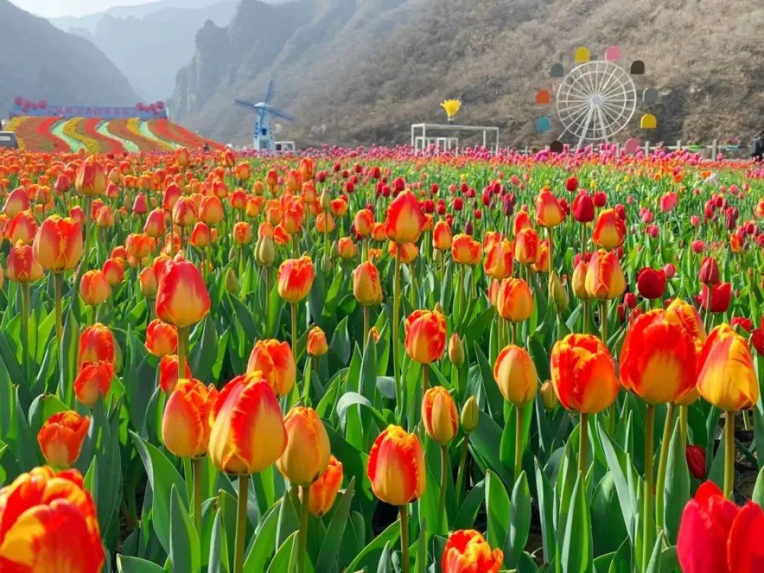 郑州方特半价免票,免票公告