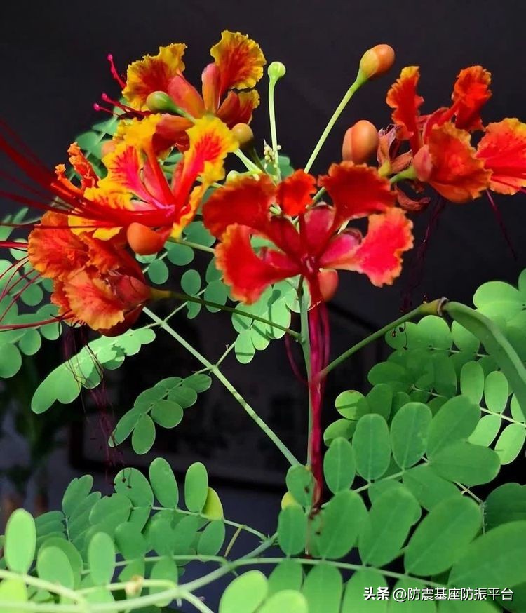 从发芽到开花的乐趣,从种子到果实成熟的感悟