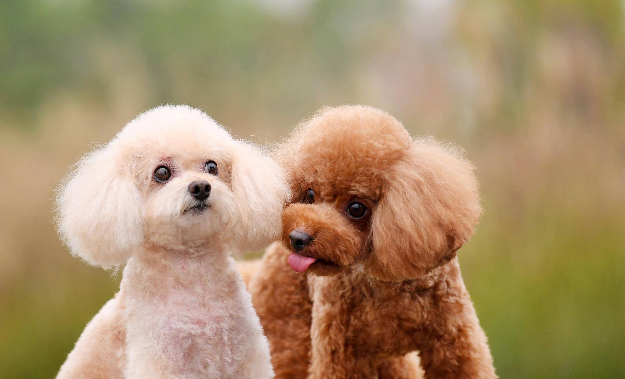 贵宾犬颜色越来越浅怎么办,贵宾毛越来越黄怎么回事