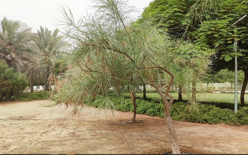 迪拜适合养什么植物,迪拜常见花草