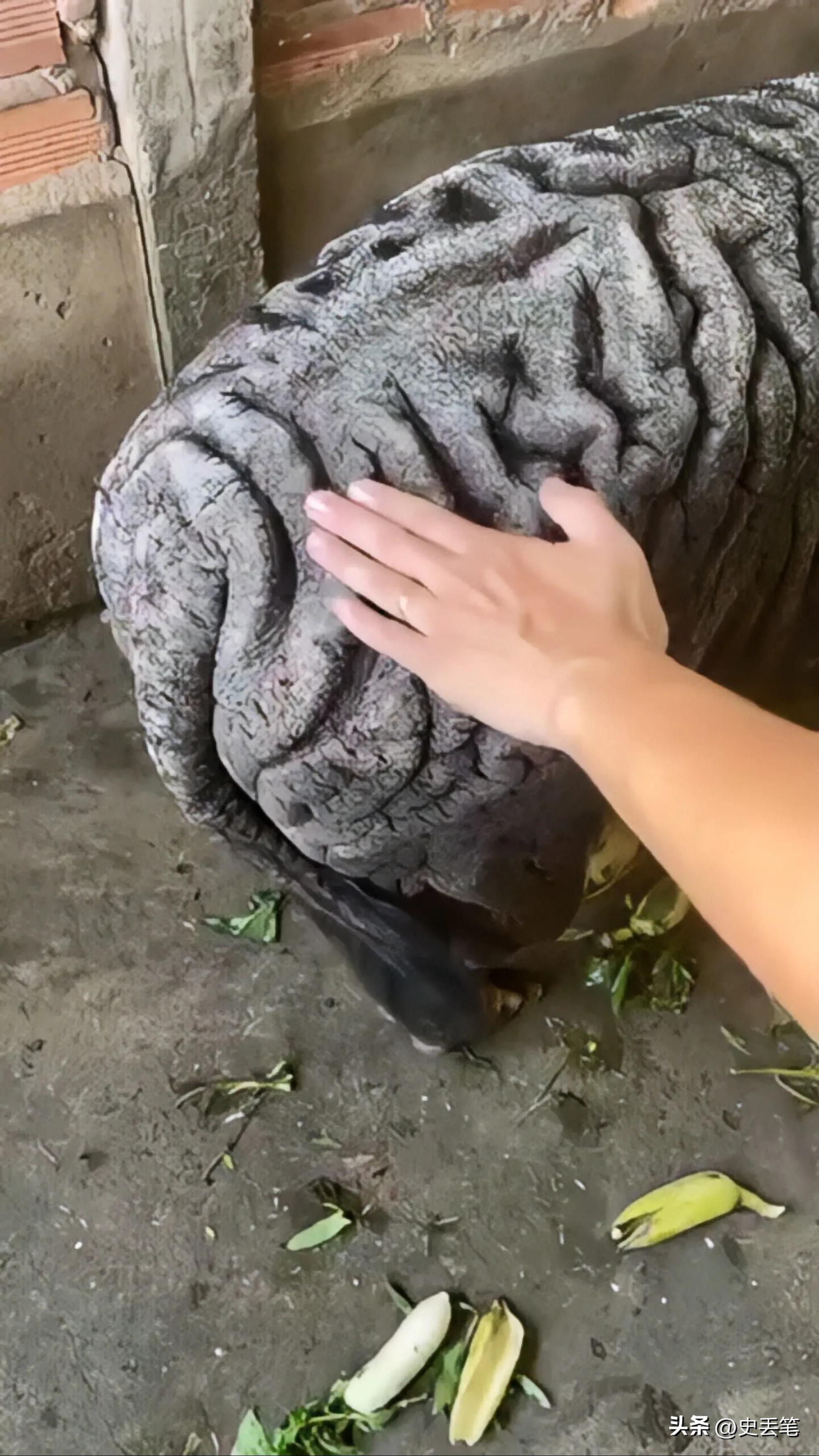 越南大妈家里养了只皱皮老母猪，称低于115万坚决不卖