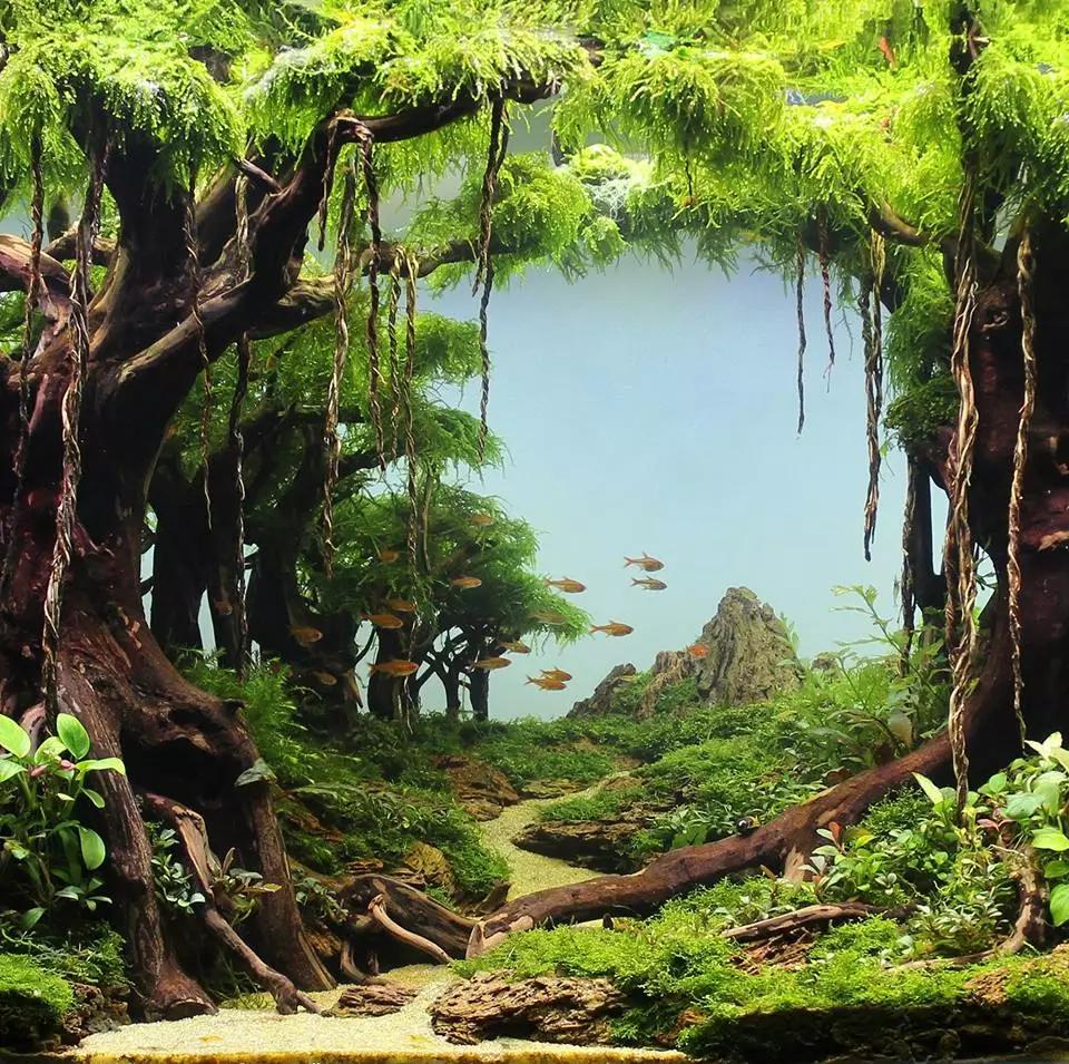 大妈养殖致富,造景水草养殖一亩利润多少