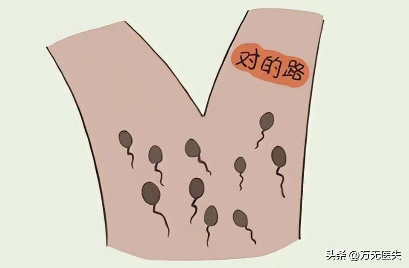 那些进入女性体内,没有成功“受精”的精子,最后都怎样了?