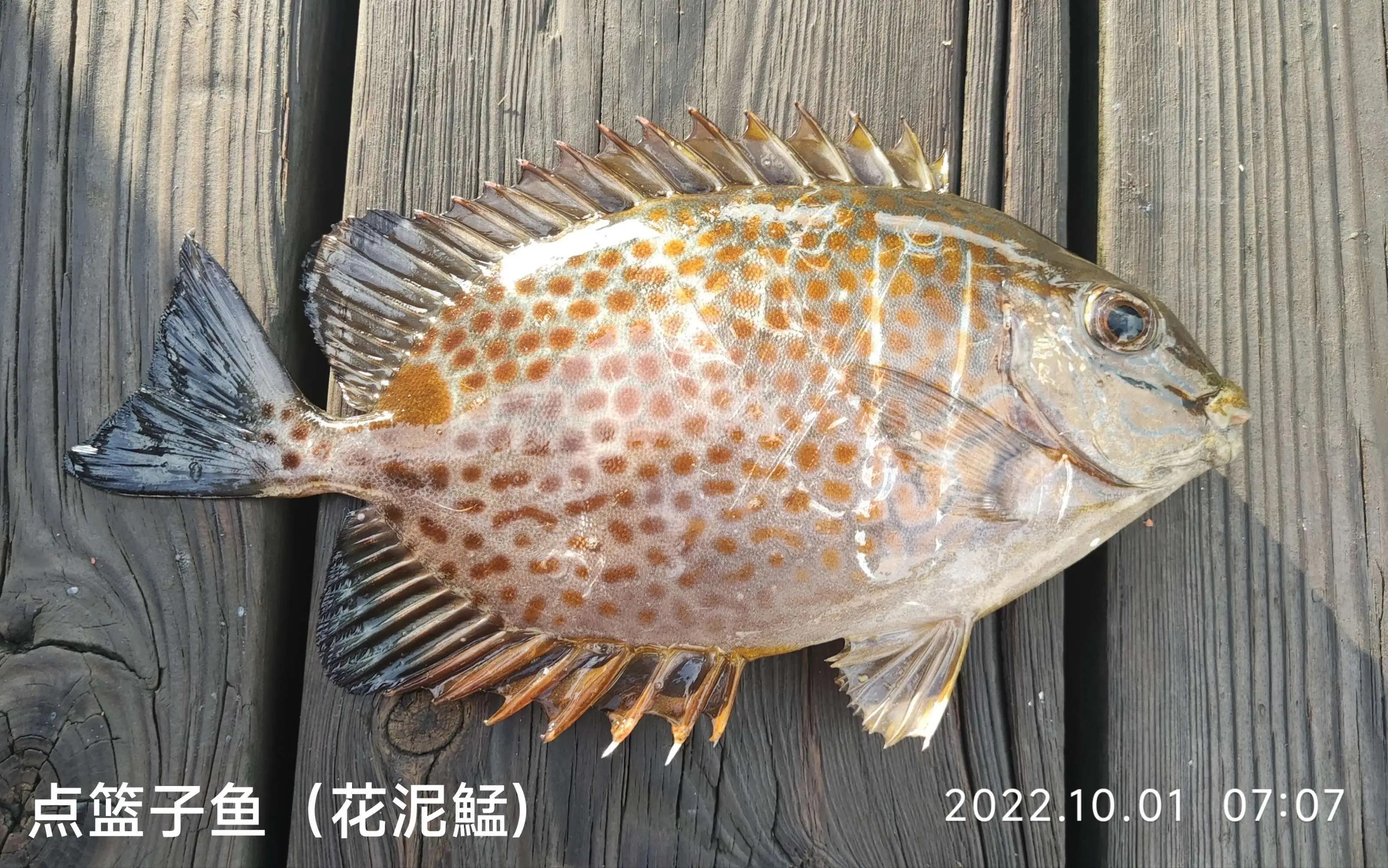 20种常见海鱼,十大常见野生海鱼