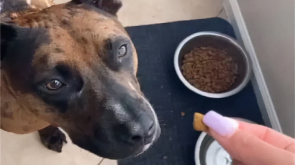 宠物店的狗狗都是吃什么狗粮,狗子整天在想啥