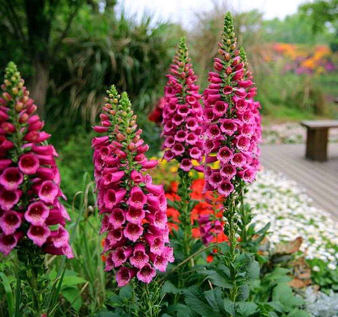 清明期间开的野花有哪些,清明节野花