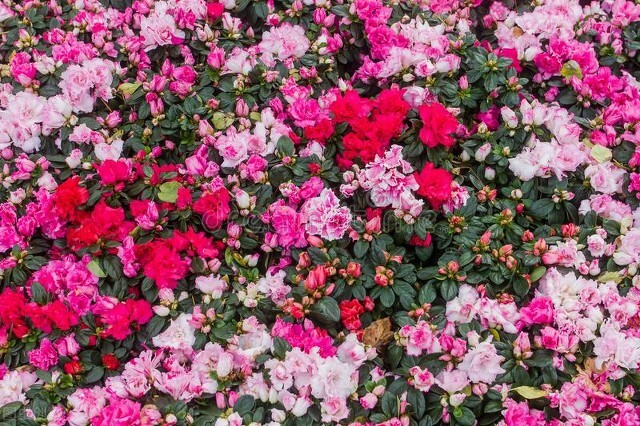 玫瑰花是爱情的象征还是祝福,玫瑰花表达爱情的最佳象征