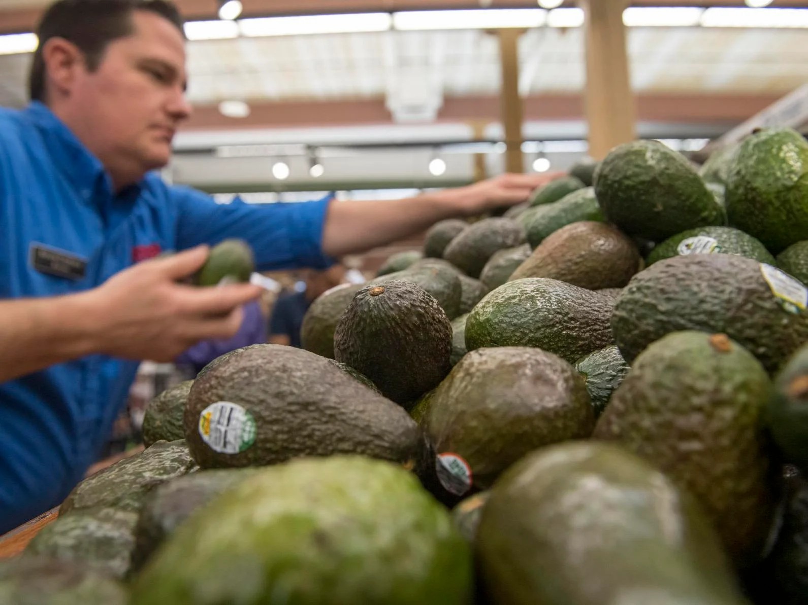 牛油果亩收益,牛油果进口一个多少钱