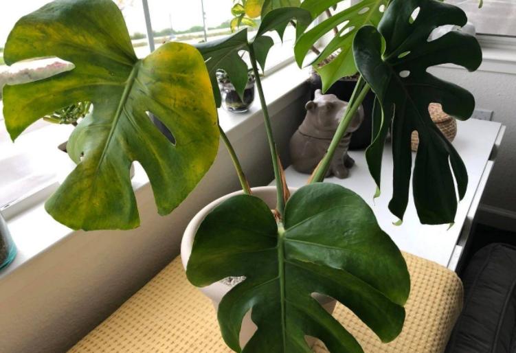 室内小盆栽适合种什么除甲醛招财,室内盆栽花卉除甲醛