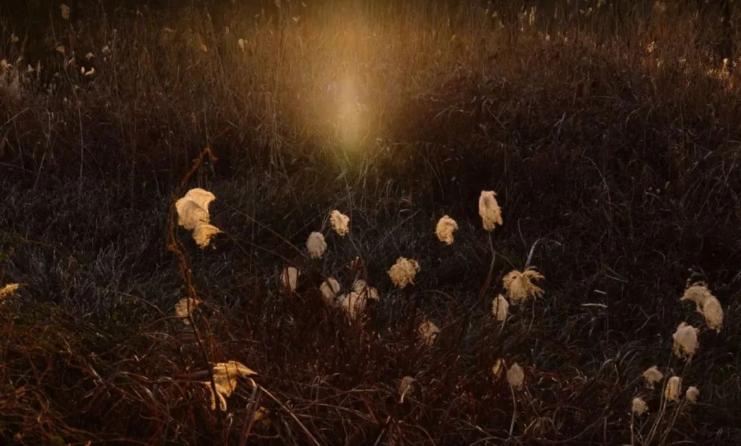 春天的潺潺溪水,春天的顶流