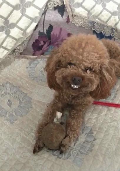 纯种泰迪和不纯种泰迪犬图片,你家泰迪多重