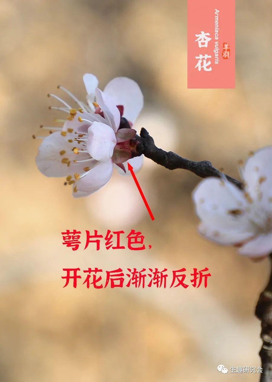 九种春花辨别,常见春花极简识别法