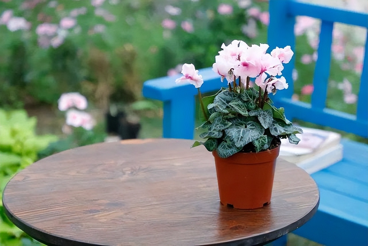 8种花夏天不能养,不宜养的5种花