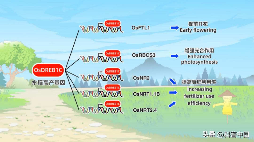 中国科学家做什么贡献,当今中国科学家的贡献