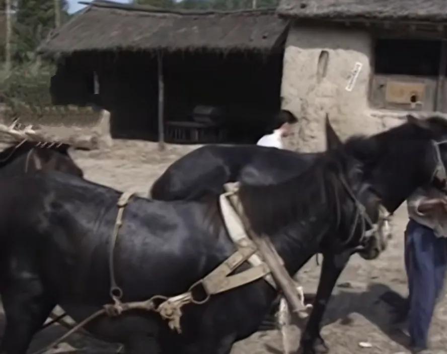村里村外（92）——夜半遭遇鬼打墙