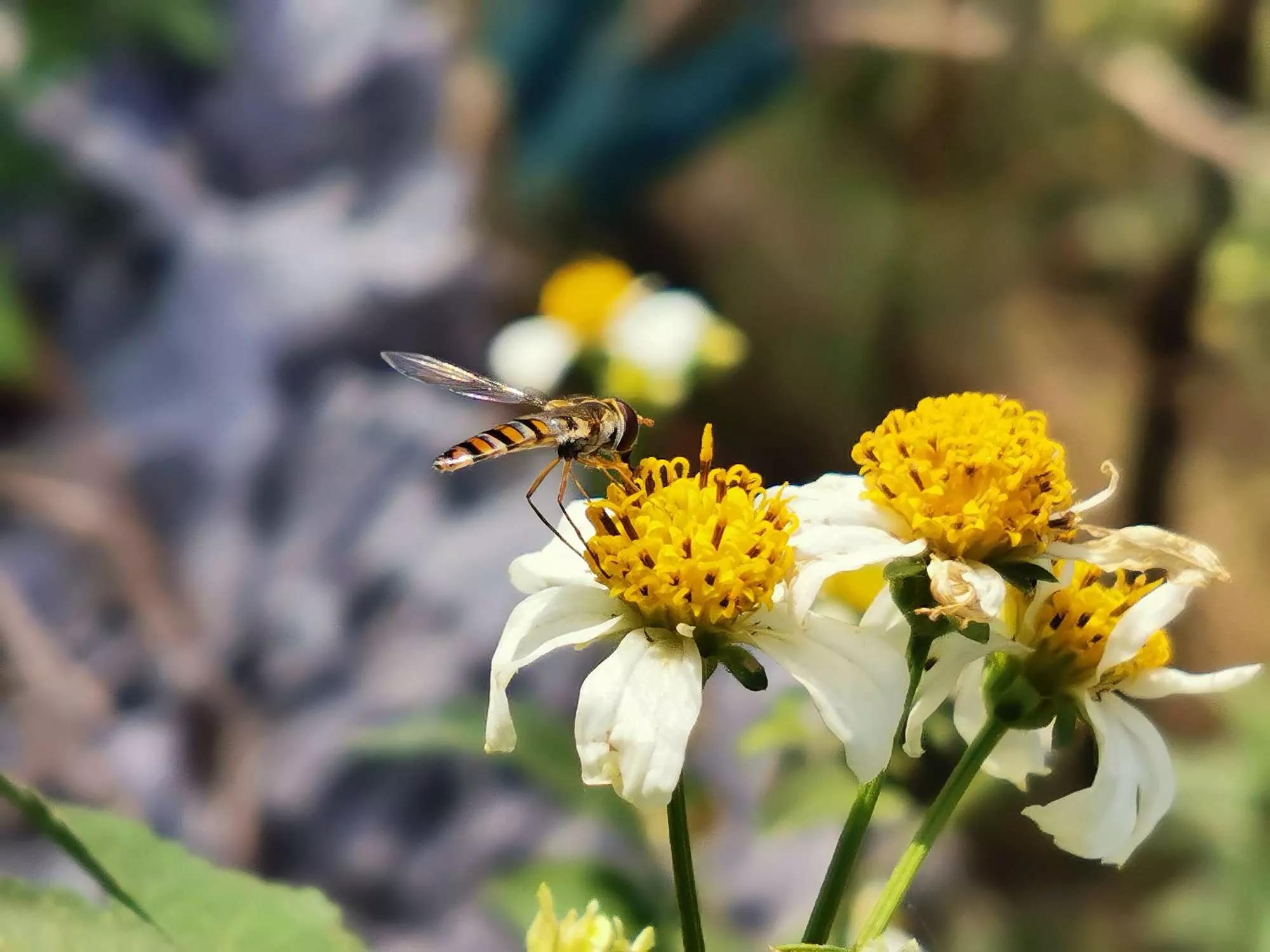 认识各种花的寓意,认识各种花的名称