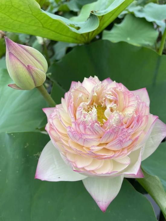 荷花种植什么品种好看,荷花种植范围有哪些品种