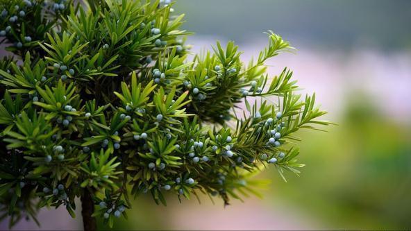 罗汉稀有品种,罗汉鱼寿命