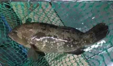 鱼类食材大全名称图片,鱼类菜谱大全100种