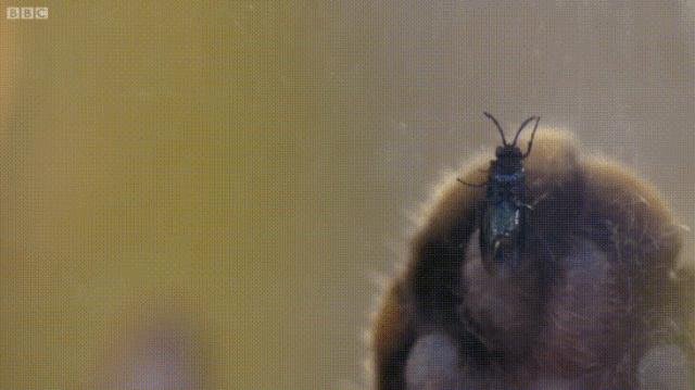 家里有猫怎么除蟑螂,猫吃蟑螂后吐了怎么办