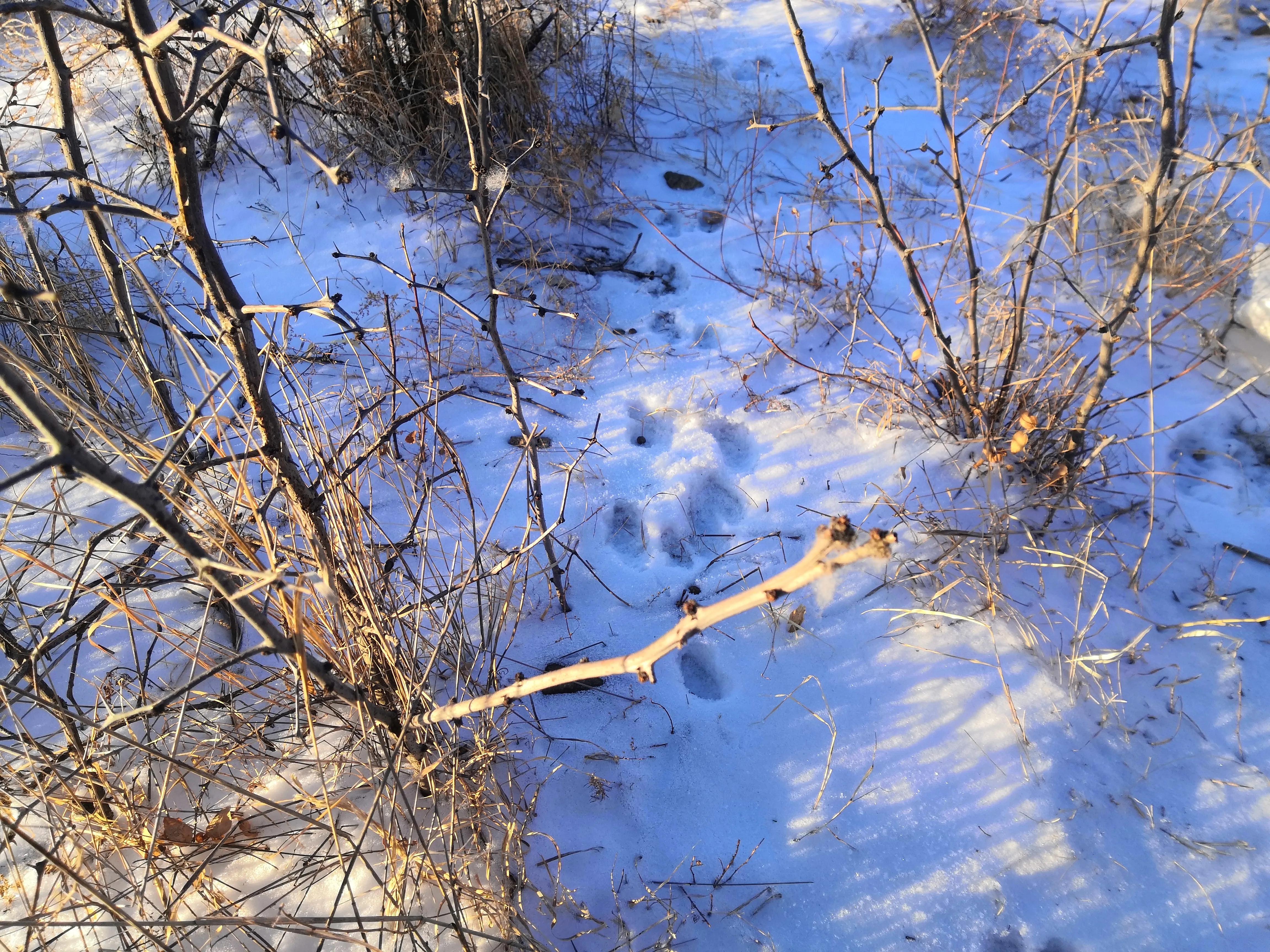 深山打猎记实——（二）套兔子的技艺