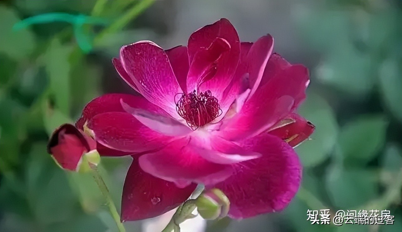 1到99朵玫瑰的含义图片,1到99朵玫瑰花语是什么