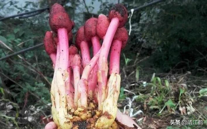 中草药回春草的价格,中草药回春草图片功效和别名