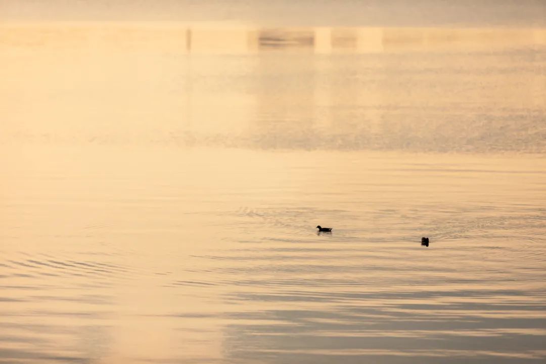 藏不住了！苏州四大宝藏公园，好拍又好玩