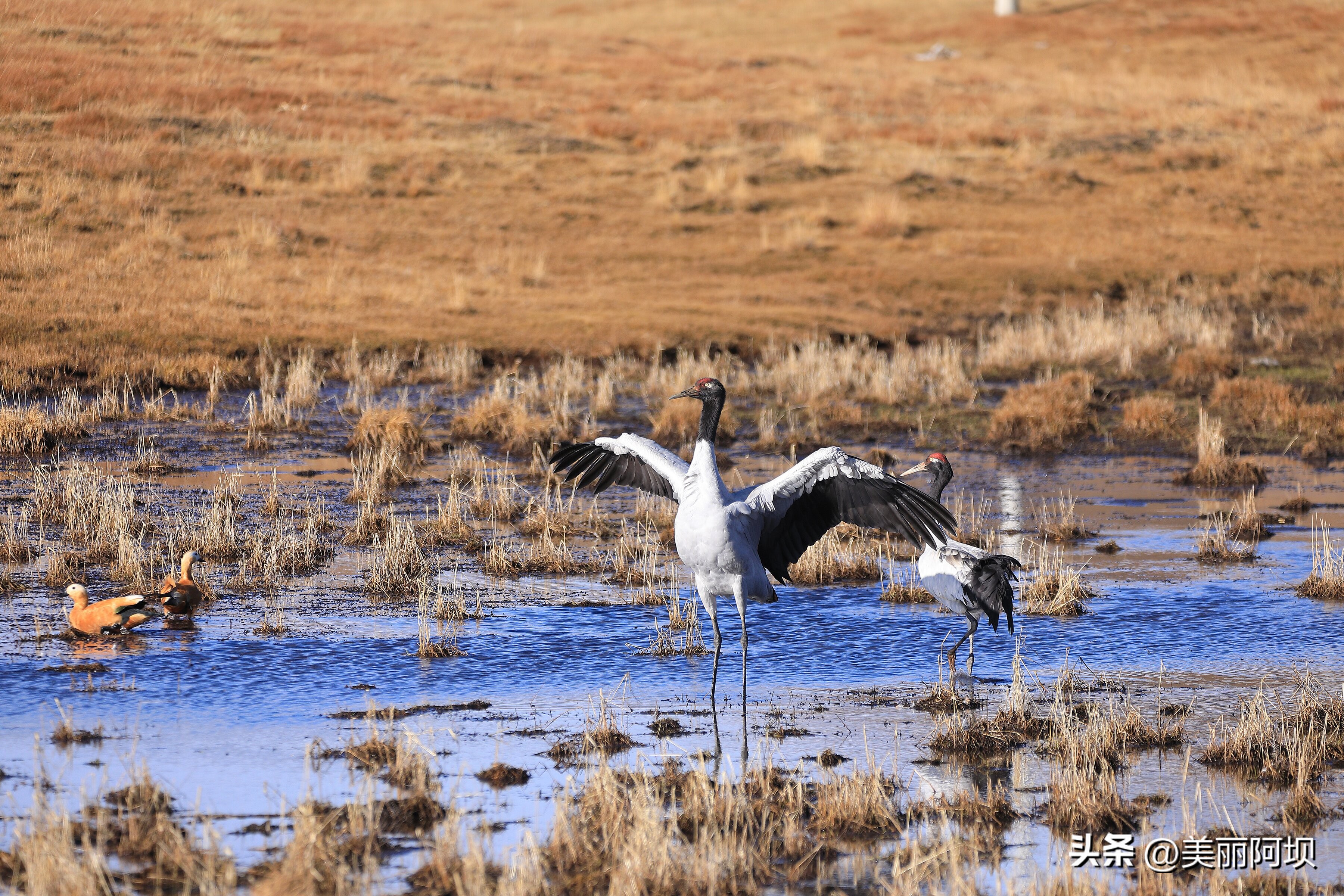 景区推荐附近动物,适合乡村景区动物推荐